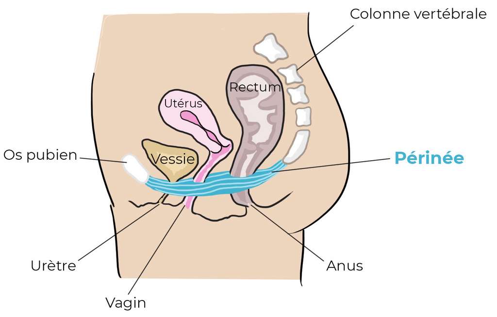 schéma présentant les organes soutenus par le périnée